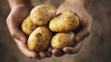 Iznenađujuće činjenice o krumpiru: istina o škroba