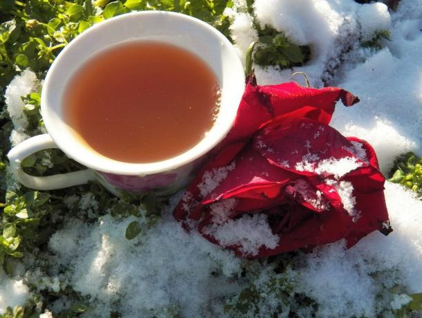 Čaj od ružinih latica
