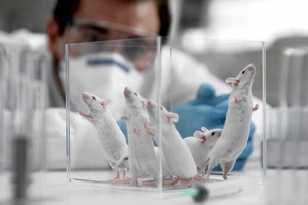 Pokazalo se da je istraživanje vrlo važno, ali važno je uzeti u obzir da je struktura štakora i ljudi i dalje različita (Foto: newsland.com)