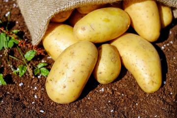Nepravedno oklevetao: Dispelling tri mitove o opasnostima od krumpira