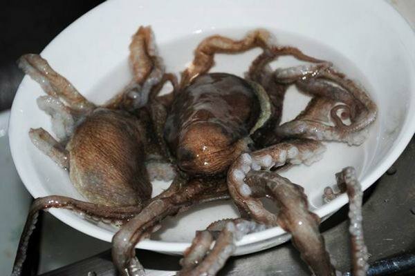 Živa hobotnica može napraviti sjajnu večeru (Foto: prompx.info)