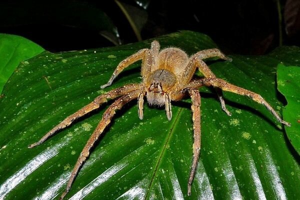 Ugriz čak i malih pauka može biti opasan (Foto: topcafe.su)