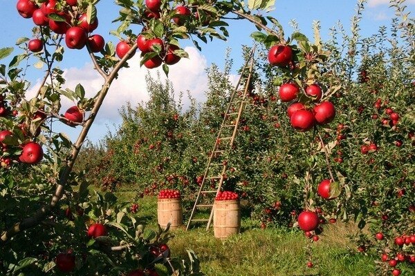 Jedna jabuka može ubiti loš miris. (Foto: Pixabay.com)