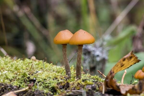 Ova je gljiva vrlo slična običnim medenim gljivama (Foto: Pixabay.com)