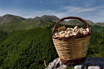 Što gljive sakupljene u Krim?