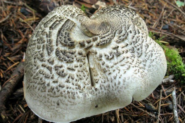 Toksini iz ove gljive mogu uzrokovati smrt. (Foto: Pixabay.com)