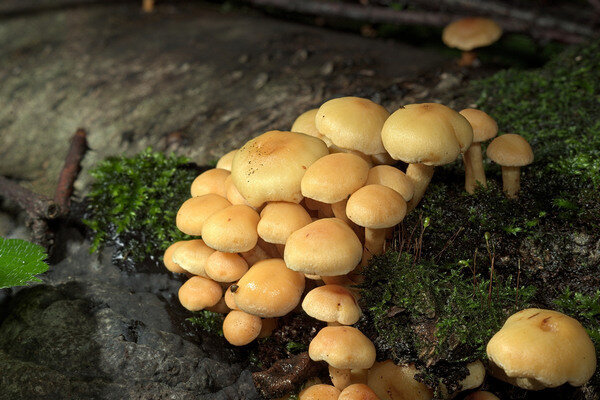 Lažne gljive naseljavaju se u velikim skupinama (Foto: Pixabay.com)